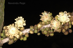 Drypetes confertiflora